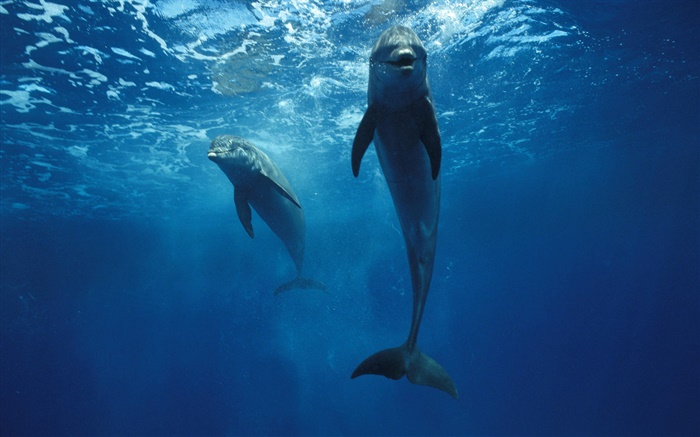 dauphins au sous-marin Fonds d'écran, image