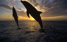 Dauphins sautent hors de l'eau, coucher de soleil HD Fonds d'écran