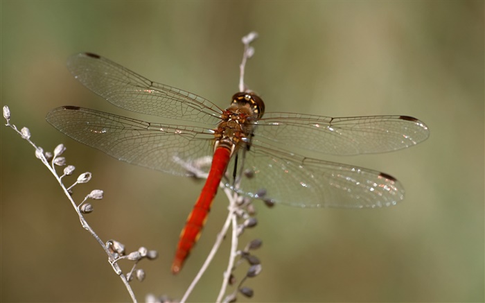 Dragonfly close-up Fonds d'écran, image