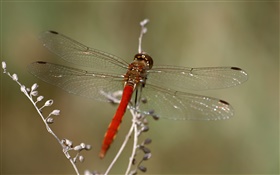 Dragonfly close-up HD Fonds d'écran