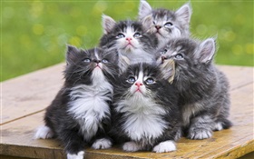 cinq chatons HD Fonds d'écran