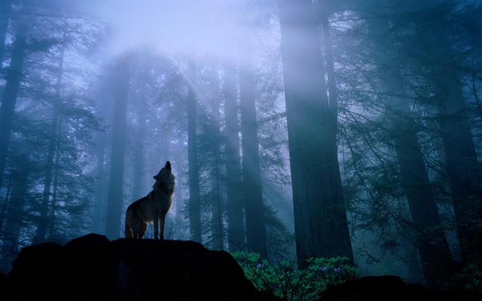 Loup de la forêt Fonds d'écran, image