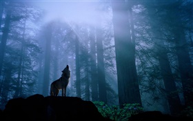 Loup de la forêt HD Fonds d'écran