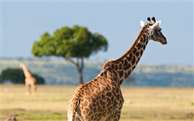 Girafes, la faune en Afrique HD Fonds d'écran