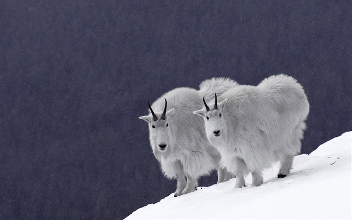 Chèvre sur la neige Fonds d'écran, image