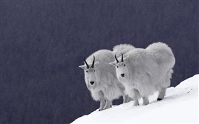 Chèvre sur la neige HD Fonds d'écran