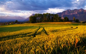 Champs de blé doré, des arbres, des Alpes HD Fonds d'écran