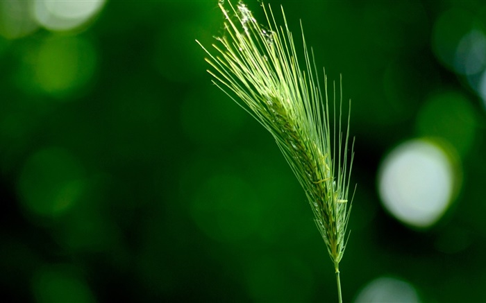 Herbe close-up, la sétaire verte Fonds d'écran, image