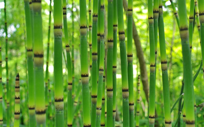 Green bamboo, le printemps Fonds d'écran, image