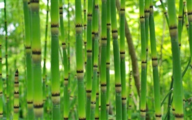Green bamboo, le printemps HD Fonds d'écran