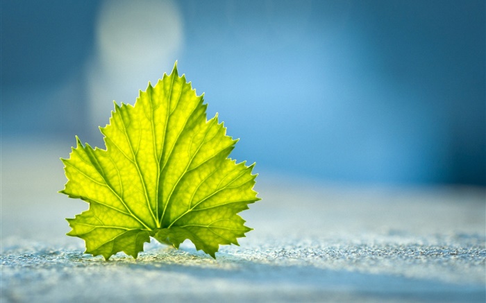 Green leaf close-up, rez-de- Fonds d'écran, image