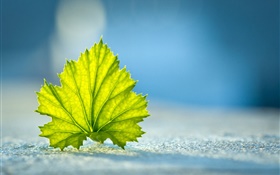 Green leaf close-up, rez-de-