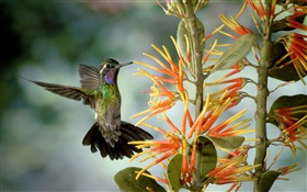 colibri butinent