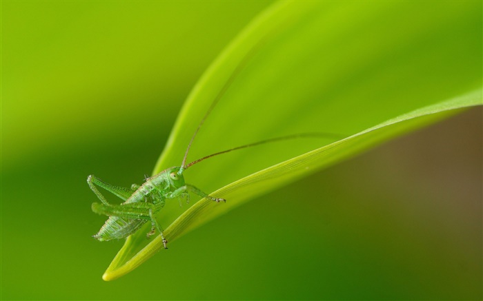 Insecte close-up, sauterelle verte Fonds d'écran, image