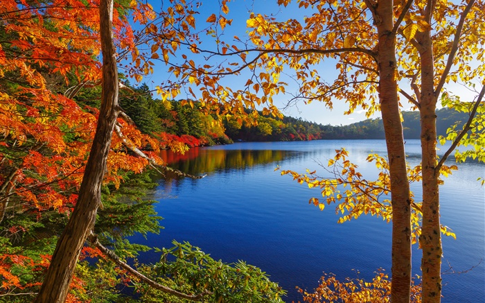 Lac, arbres, forêt, ciel bleu, automne Fonds d'écran, image