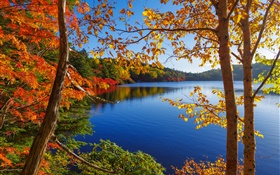Lac, arbres, forêt, ciel bleu, automne