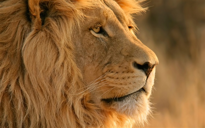 lion face close-up Fonds d'écran, image