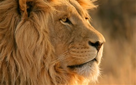 lion face close-up HD Fonds d'écran