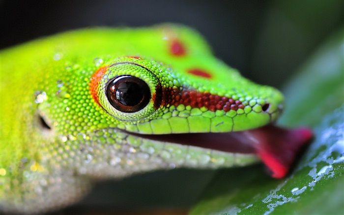 Tête Lizard close-up Fonds d'écran, image