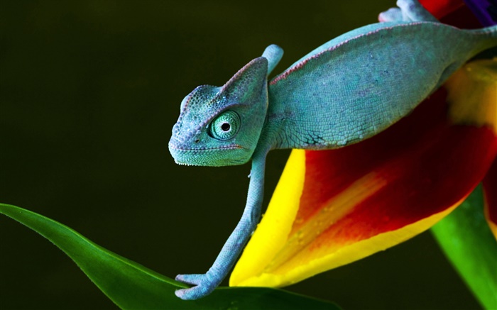 Lizard sur une fleur Fonds d'écran, image