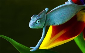 Lizard sur une fleur