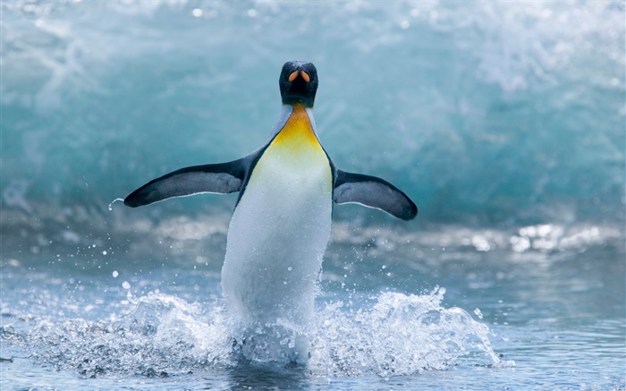 Pingouin solitaire de l'Antarctique Fonds d'écran, image