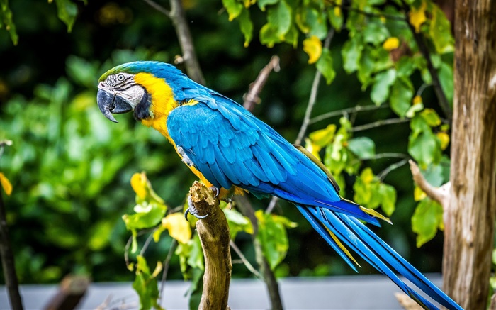 Belle plume Blue Parrot Fonds d'écran, image