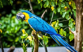 Belle plume Blue Parrot HD Fonds d'écran