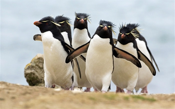 Beaucoup de pingouins Fonds d'écran, image