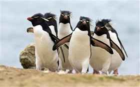 Beaucoup de pingouins