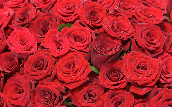 Beaucoup rose rouge fleurs Fonds d'écran, image