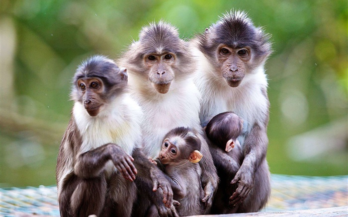 La famille de singe, mère, bébé Fonds d'écran, image