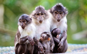 La famille de singe, mère, bébé