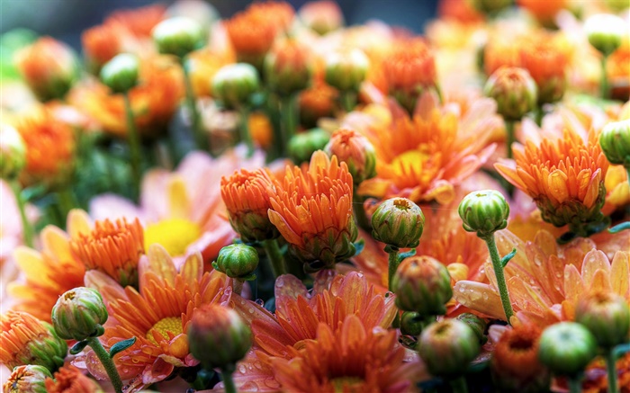 marguerites orange fleurs Fonds d'écran, image