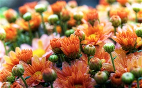 marguerites orange fleurs HD Fonds d'écran