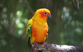 perroquet de plumes d'orange
