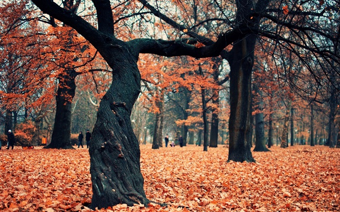 Park, les arbres, les feuilles rouges sur le terrain Fonds d'écran, image