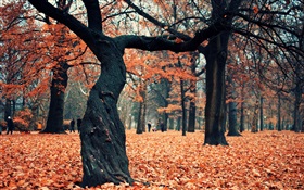 Park, les arbres, les feuilles rouges sur le terrain HD Fonds d'écran