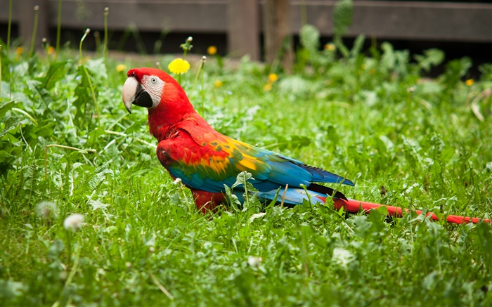 Parrot dans l'herbe Fonds d'écran, image