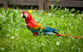 Parrot dans l'herbe HD Fonds d'écran