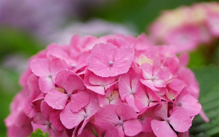 Fleurs d'hortensia rose Fonds d'écran, image