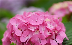 Fleurs d'hortensia rose HD Fonds d'écran