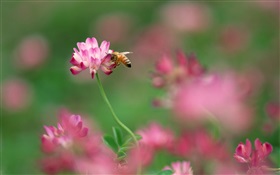 Petites fleurs roses, abeille