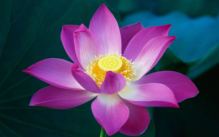 Fleur de lotus rose close-up Fonds d'écran, image