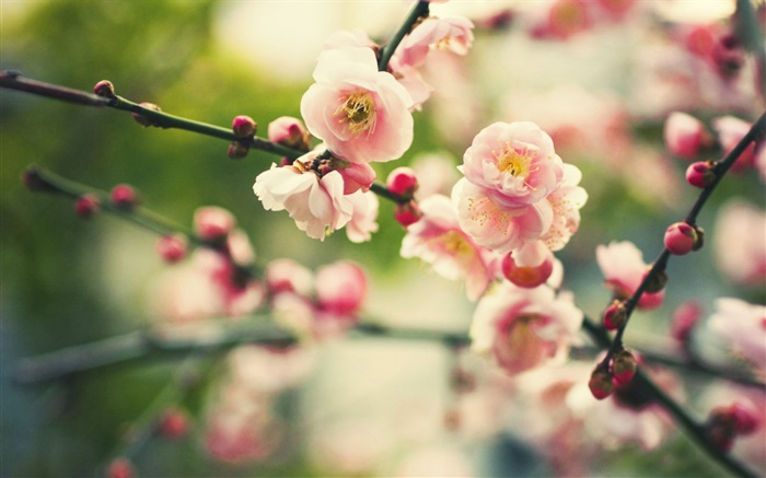 Fleurs de prunier rose, bokeh Fonds d'écran, image