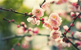 Fleurs de prunier rose, bokeh