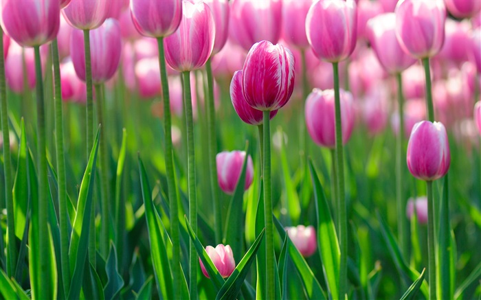 Fleurs de tulipes roses, l'aube Fonds d'écran, image