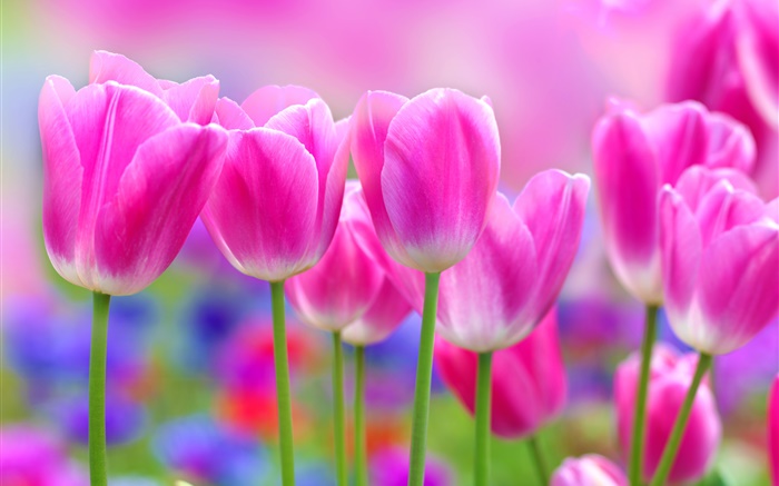 Tulipes fleurs roses, arrière-plan flou Fonds d'écran, image