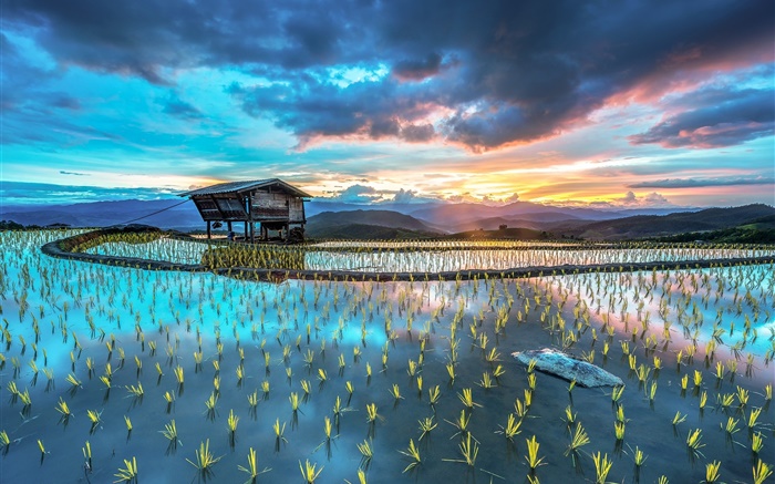 plantation, le riz, hutte, beau paysage asiatique Fonds d'écran, image