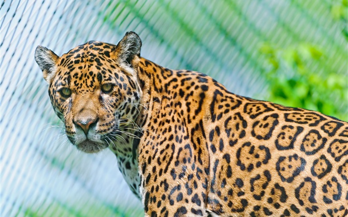Predators, jaguar, regardent Fonds d'écran, image